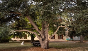 Et si le cèdre de Montesson était le plus bel arbre de France ?