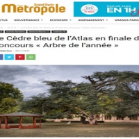 Le Cèdre bleu de l’Atlas en finale du concours « Arbre de l’année »