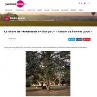 Le cèdre de Montesson en lice pour « l’arbre de l’année 2020 »