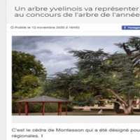 Un arbre yvelinois va représenter l’Ile-de-France au concours de l’arbre de l’année