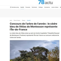 Concours de l’arbre de l’année : le cèdre bleu de l’Atlas de Montesson représente l’Ile-de-France