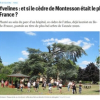 Yvelines : et si le cèdre de Montesson était le plus bel arbre de France ?