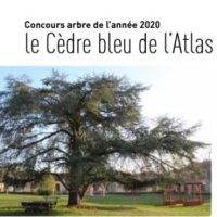 Le cèdre Bleu de l’Atlas