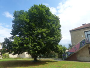Tilleul de Hollande