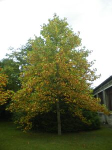 Tulipier de Virginie