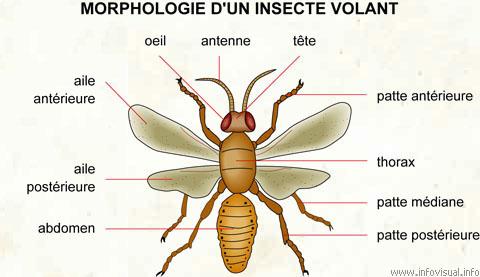 Morphologie insecte